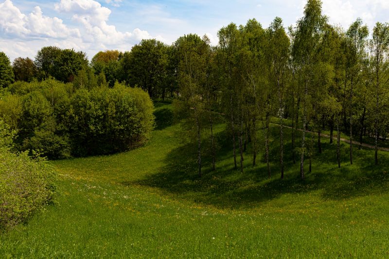 Local Forestry Clearing in Grayslake, IL