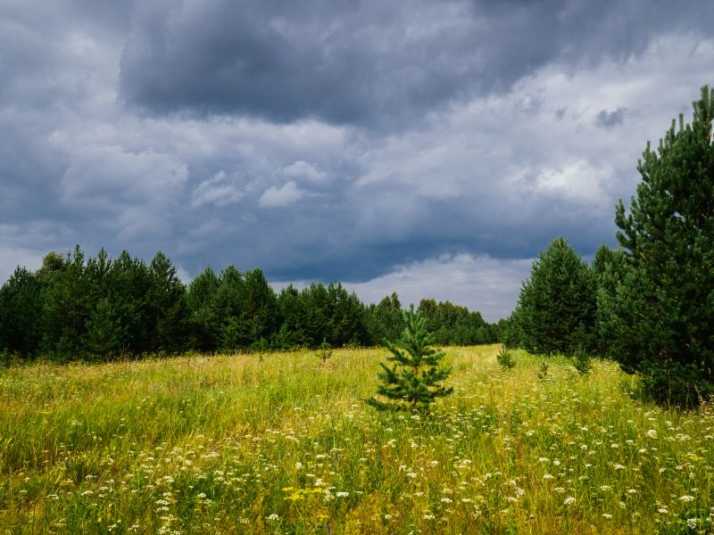 Local Forestry Clearing in Huntingtown, MD