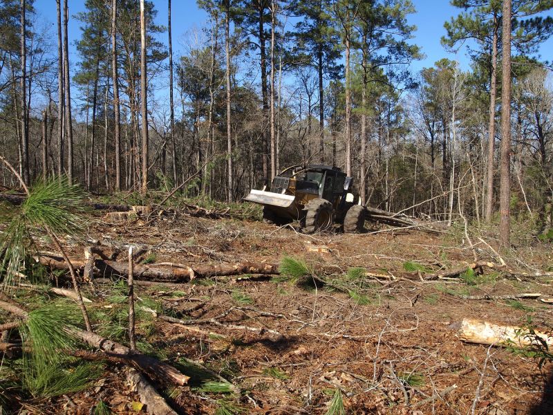 Local Forestry Clearing in Pipe Creek, TX
