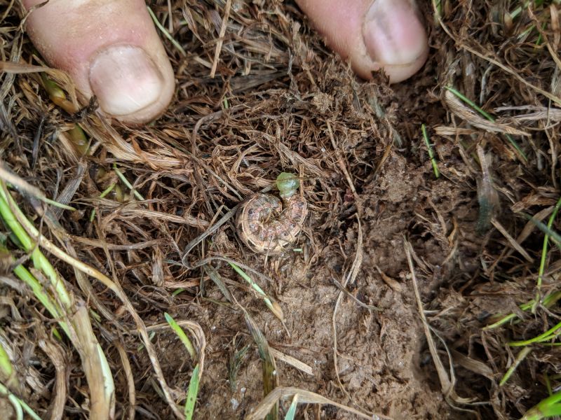 Local Grubbing in Adairsville, GA