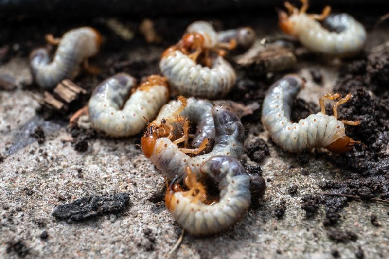 Local Grubbing in Canyon Lake, TX