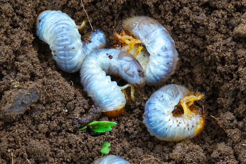 Local Grubbing in Decatur, GA