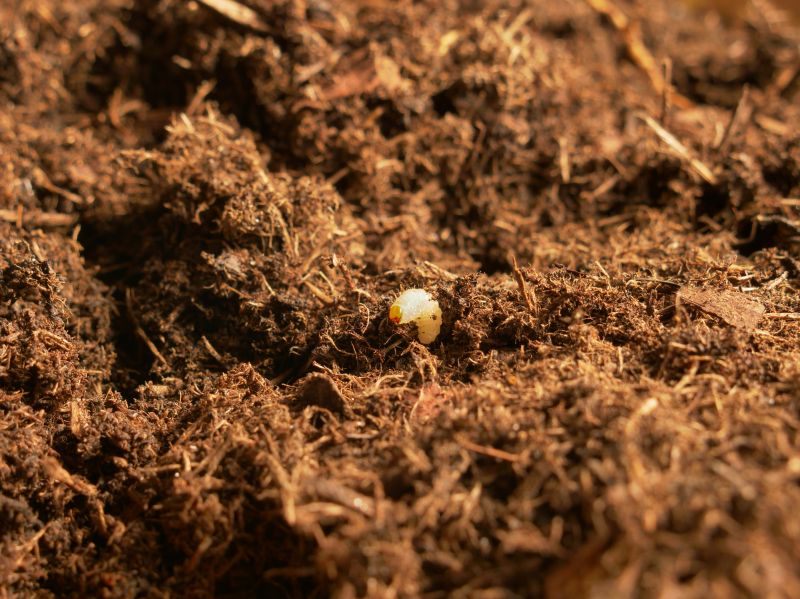 Local Grubbing in Jasper, GA