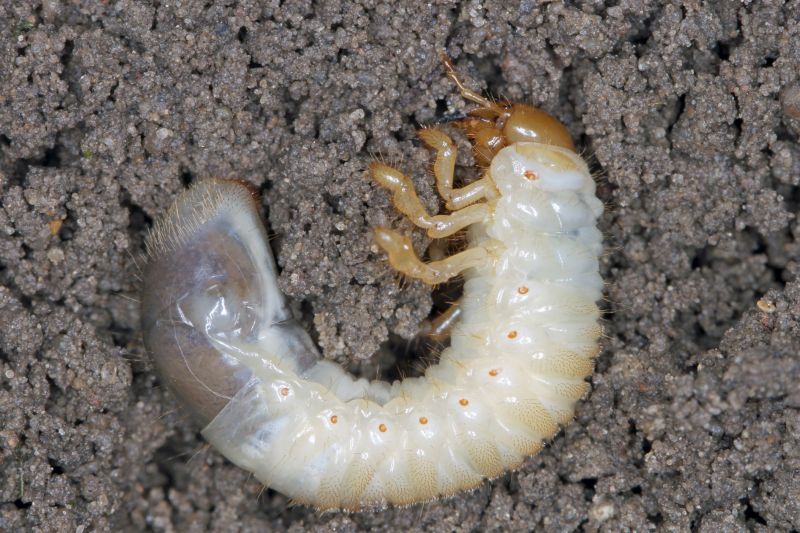 Local Grubbing in Smyrna, GA