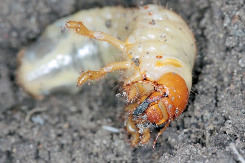 Local Grubbing in Smyrna, GA