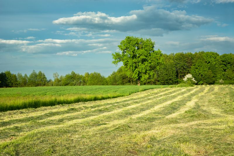 Local Land Clearing in Ely, MN