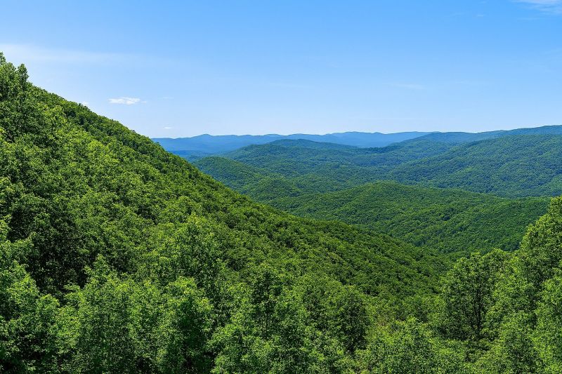 Local Forestry Clearing in Ellijay, GA