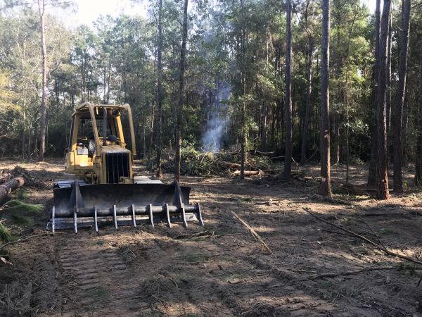 Forest Floor Clearing
