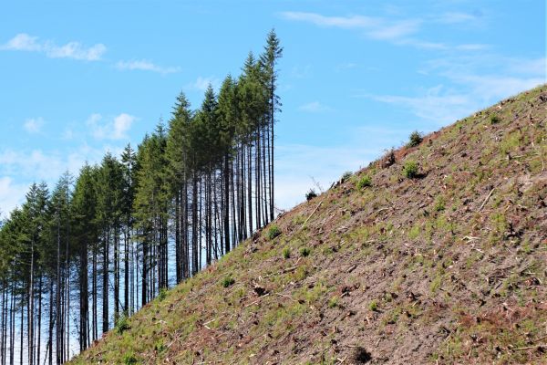 Steep Slope Clearing